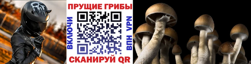 Псилоцибиновые грибы прущие грибы Сычёвка